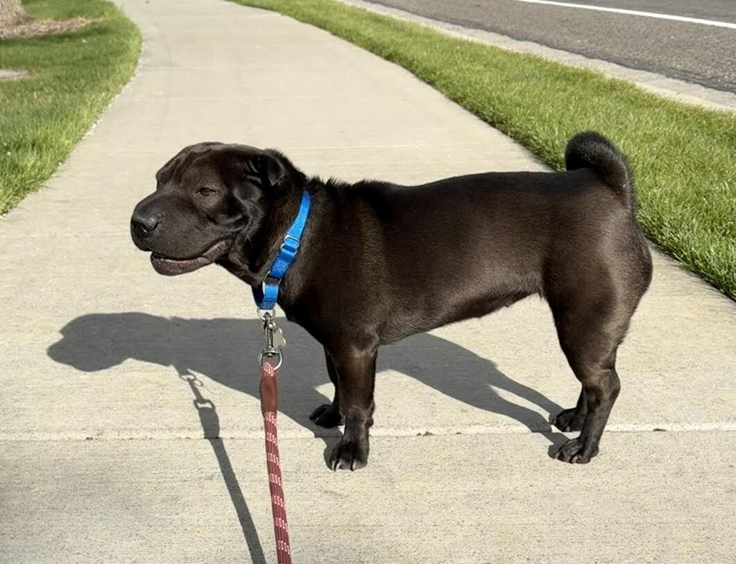 Picture of the Animal Listed